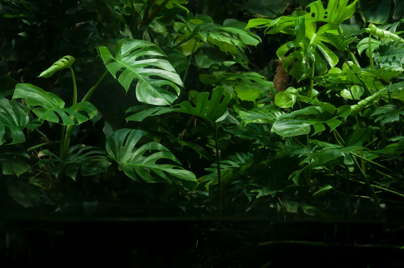 Monstera deliciosa creciendo en la selva de Tatatila