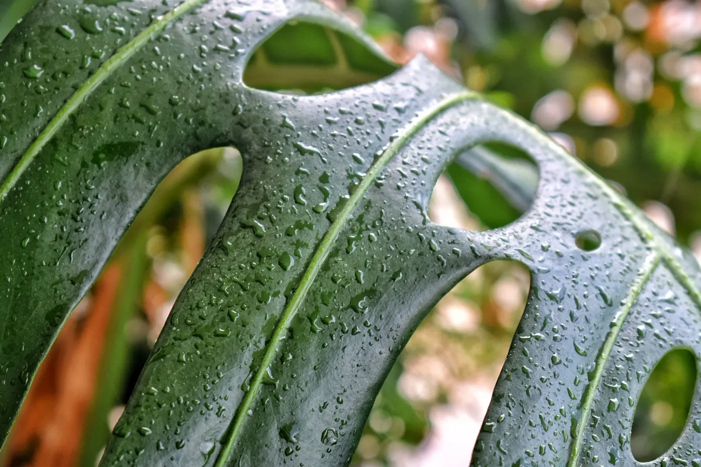 Hojas de Monstera con gotas de lluvia